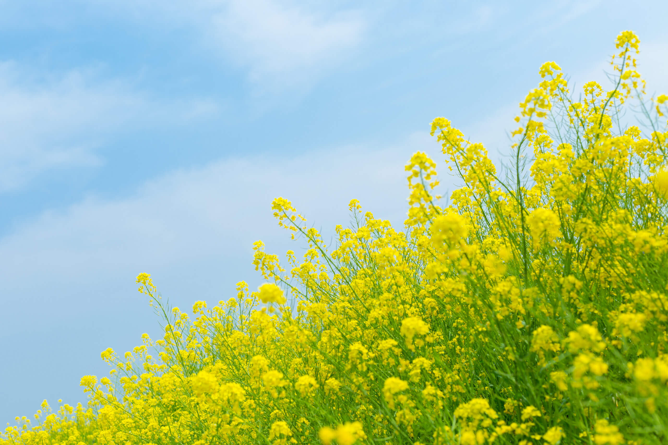 【3月】忙しくても頑張る女性のための美容健康法